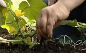 Plantarea castraveți sub agrovoloknom, să crească o grădină!