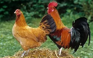 Порода кокошки, пилета, кокошки порода описание фото видео