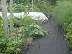 Засаждане на краставици под agrovoloknom, расте градина!