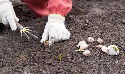 Plantarea de usturoi în primăvară ca o oportunitate de a obține o recoltă mare