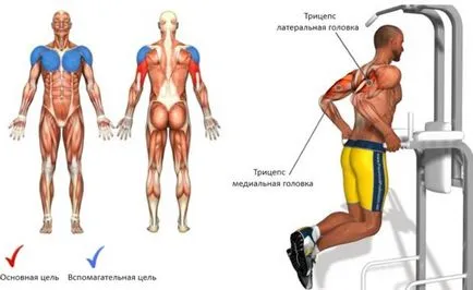 exerciții populare pentru triceps cum se umflă rapid pe mâini (în sala de gimnastică și la domiciliu)