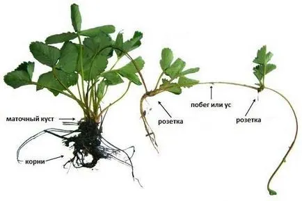 Plantarea castraveți sub agrovoloknom, să crească o grădină!