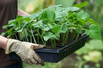 Ültetés uborka alatt agrovoloknom, nő a kertben!