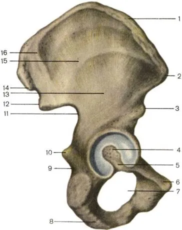 Centura de la nivelul membrelor inferioare