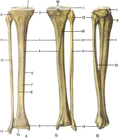 Centura de la nivelul membrelor inferioare