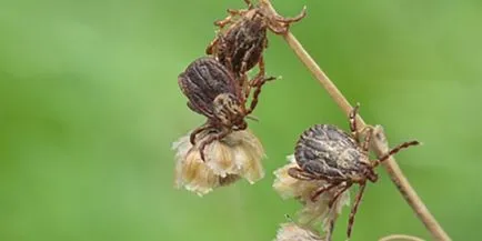 Elleni oltás kullancsencephalitis indikációk és a mellékhatások