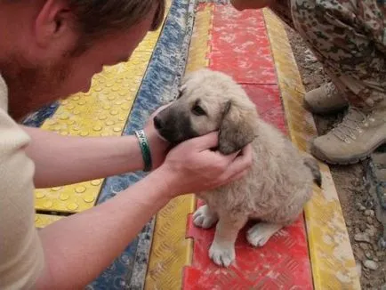 Foster kutya az első nap otthon (35 fotó)