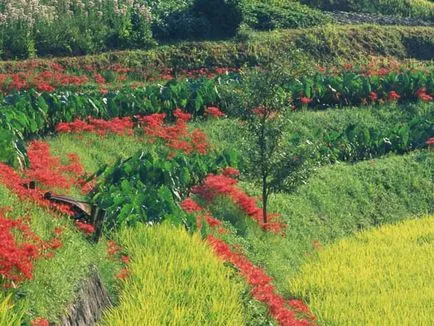 Stilul natural plan de reglementare plante amenajare a teritoriului