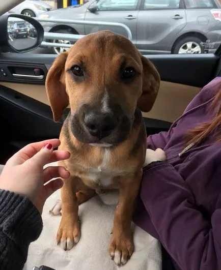 câine Foster în prima zi la domiciliu (35 poze)