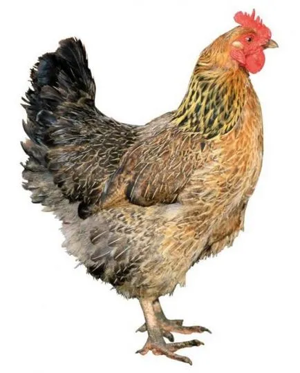 Притча - щастливо пиле, belobolgarsky женски портал