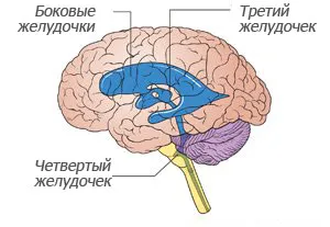 Agy és a gerincvelő anatómiája és funkciója a központi idegrendszer