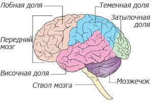 Agy és a gerincvelő anatómiája és funkciója a központi idegrendszer