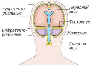 Мозъка и гръбначния мозък анатомия и функция на централната нервна система