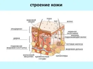 Хомеопатия за брадавици