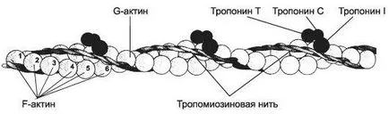 Глава 7 мускулната тъкан