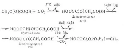 Глюконеогенезата - химическа енциклопедия