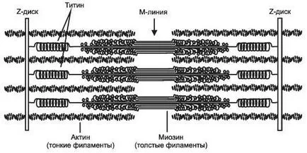 Глава 7 мускулната тъкан