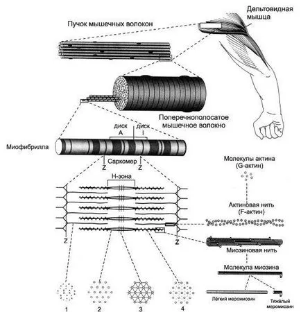 Глава 7 мускулната тъкан