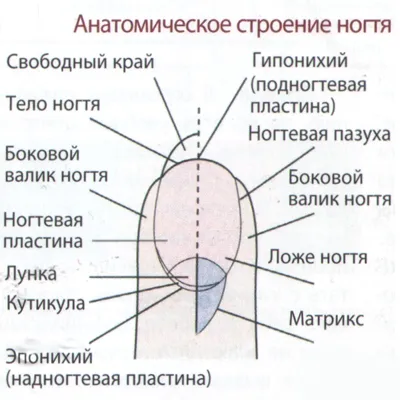 Професионални съвети за нокти, закупени в Москва