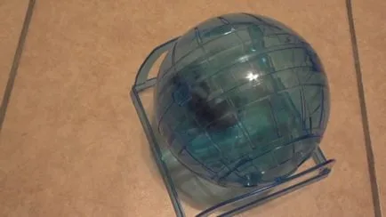 Hamster labda hörcsög számára mennyibe kerül, és hogyan lehet a saját kezét (fotó, videó)