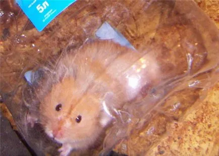 Hamster labda hörcsög számára mennyibe kerül, és hogyan lehet a saját kezét (fotó, videó)