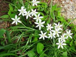 Ornithogalum - plantare și îngrijire