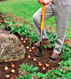 plantare Ornithogalum și îngrijire în câmp deschis, și tipul de fotografii de flori