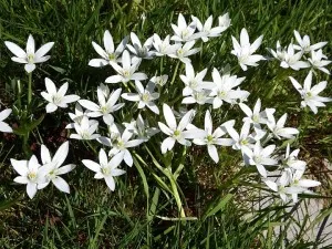 Ornithogalum засаждане и грижи в открито поле, и вид на цветни снимки