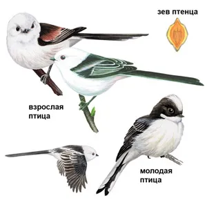 Bird - tit coadă lungă sau descriere Opolovnikov arata ca TIT cu coadă lungă, fotografii