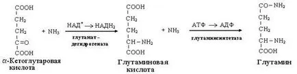 Modalități de neutralizare a amoniacului în organism