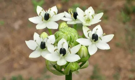 Ornithogalum засаждане и грижи в открито поле, и вид на цветни снимки