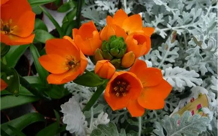 Ornithogalum ültetés és gondozás a nyílt terepen, és típusú virág fotók