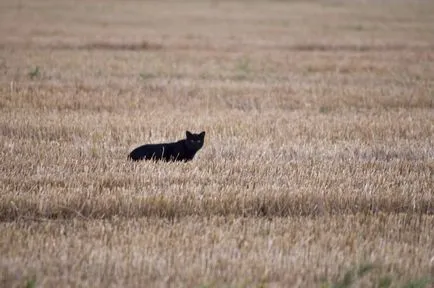 Búza macskáknak - az oka az allergia, az egész macska