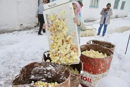 fermă de păsări masacru Krasnaya Polyana de pui de o zi, blog-ul shaderzz pe lifecity