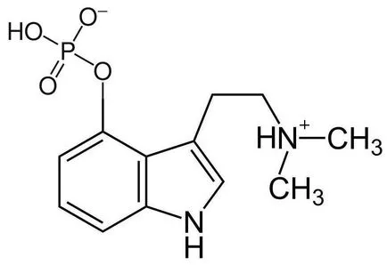 Ciuperci psilocibina enciclopedie