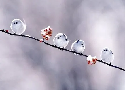 Bird - hosszú farkú cici vagy Opolovnikov leírás külleme hosszú farkú cici, fotók