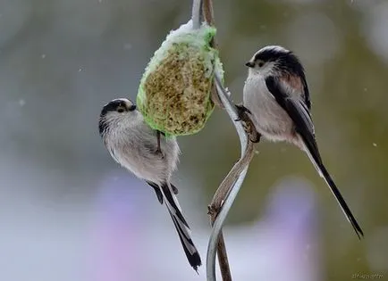 Bird - tit coadă lungă sau descriere Opolovnikov arata ca TIT cu coadă lungă, fotografii