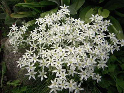 plantarea Ornithogalum și îngrijirea, reproducerea