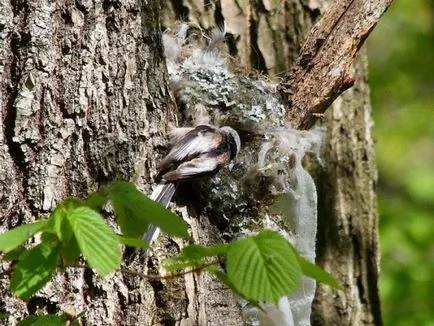 Bird - tit coadă lungă sau descriere Opolovnikov arata ca TIT cu coadă lungă, fotografii