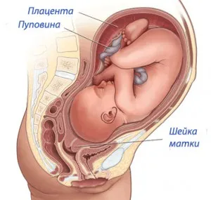 Разкриване на шийката на матката