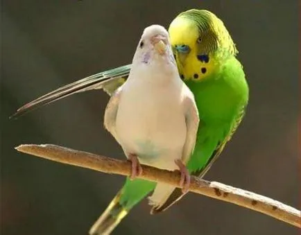 papagali de reproducere