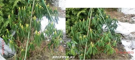 Rhododendron după iarna - resuscitare - trandafiri și rododendroni în creștere și îngrijire