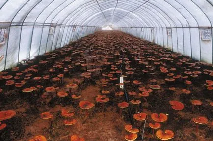 Reishi cum să crească în casă - Reishi - ciuperci de club românească în creștere de ciuperci la domiciliu