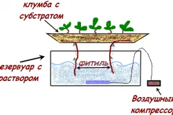 Рукола растат в оранжерията