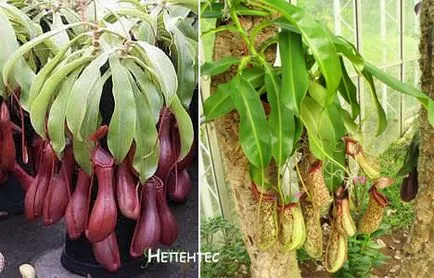 Росянка, мухоловка, Nepenthes, сарацения - хищни растения