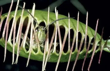 Sundew, Flycatcher, Nepenthes, Sarracenia - plante carnivore