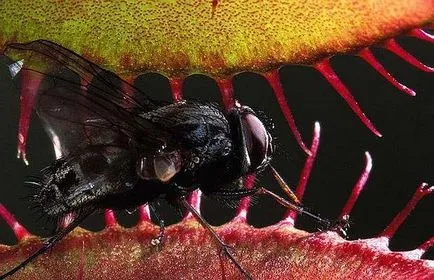 Sundew, Flycatcher, Nepenthes, Sarracenia - plante carnivore