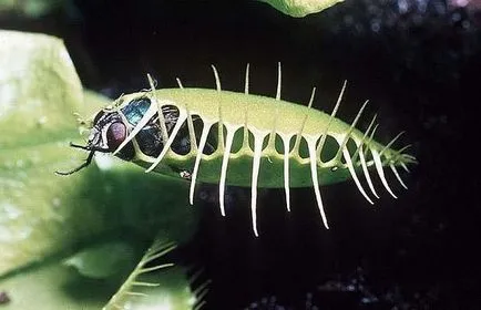 Росянка, мухоловка, Nepenthes, сарацения - хищни растения