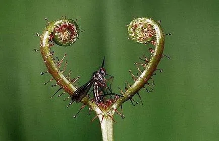 Sundew, Flycatcher, Nepenthes, Sarracenia - plante carnivore