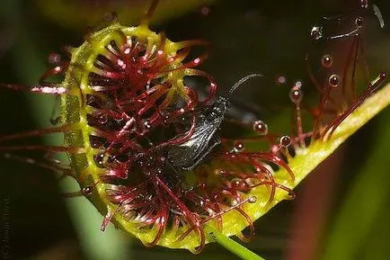 Sundew, Flycatcher, Nepenthes, Sarracenia - plante carnivore